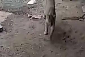 Video Inside: 'Lion' attacks '8-year-old boy'; He fights back for his life!!