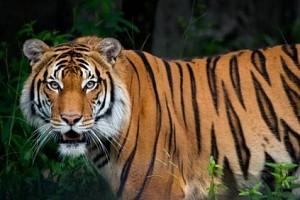 A 4-year-old Tiger in Zoo Tests Positive for Coronavirus!