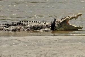 Video: TV Personality Ready To Rescue Crocodile With Bike Tyre Stuck Around Neck For 4 Years