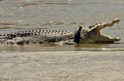 Australian crocodile wrangler come to rescue tyre-tied crocodile
