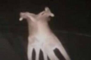 WATCH VIDEO: Woman Drives Car in Highway, Looks at ‘2 Creatures’ Fighting but NOT Human Beings