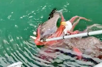 Bald Eagle and Octopus Tangled in Epic Battle Video Goes Viral 