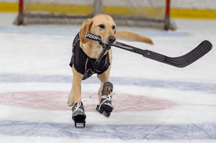 WATCH | Benny, The World's First Ice-Skating Dog Will Melt Your Hearts