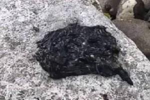 WATCH: Mysterious Black Creature Leaves Twitter Confused; VIDEO Has 19.5 Million Views!
