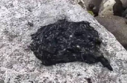 Bizarre Black Creature Has Millions Confused Watch Viral Video