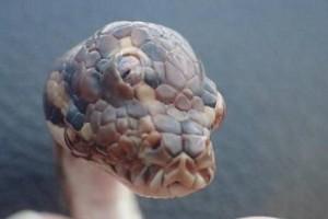Bizarre Image! Three-eyed snake found on highway