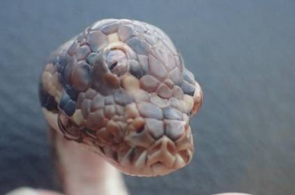 Bizarre Image! Three-eyed snake found on Australian highway