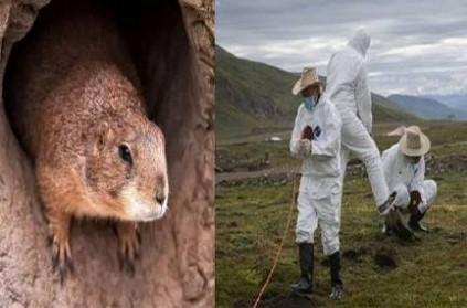 bubonic plague china village in mongolia sealed after 2nd death