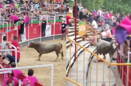 Bull Jumps Into Audience Gallery, several injured: Watch Video