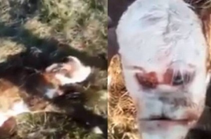 Calf born with \'human face\' in Argentina shocks Twitter