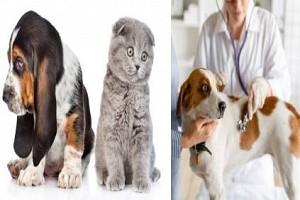 Can Corona affect your Pets? Two New York Cats Test Positive for COVID19!