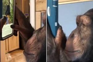 Incredible Video: Chimpanzee browses Instagram Like A Pro and Internet is loving it!