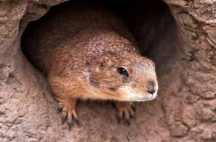 china issues bubonic plague alert after suspected cases report