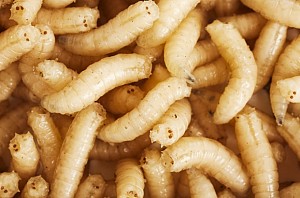 Doctors remove 50 maggots from man’s head