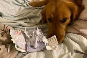Coronavirus: Dog Saves Owner from Harm; Eats Passport