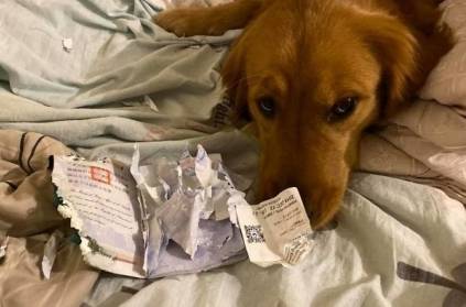 Dog destroy passport save woman from coronavirus