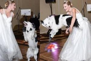 Bride does wedding dance with her dog, video goes viral!