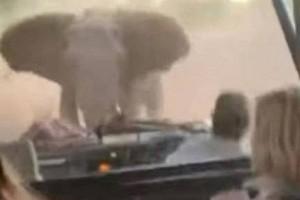 Wild Elephant Charges & Attack Tourist Truck: Video Goes Viral!