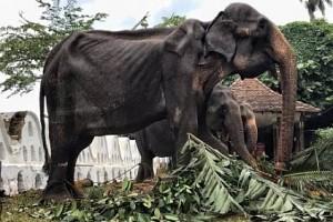 Disturbing Photos Of Elephant That Went Viral, Dies After '70 years as a slave’