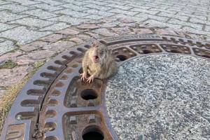 Fat rat gets stuck in manhole cover; Firefighters called to rescue it