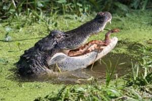 Snake fights back to escape crocodile jaws: Photos go Viral!