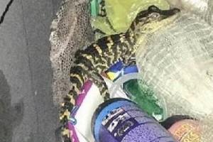Woman pulls out live crocodile from her yoga pants: Photos Go Viral
