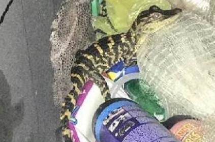 Florida woman pulls out live alligator from her pants on traffic stop