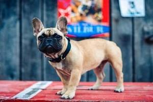 French Bulldog Wins Election With Most Number of Votes; Becomes New Mayor 