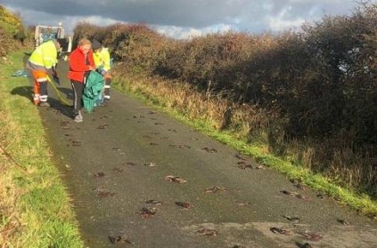Hundreds of birds fall out of sky, land dead on road Video