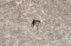 Japanese man banned from Twitter over killing mosquito