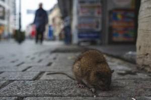 Amid Coronavirus Scare, Man In China Dies of Hantavirus; Becomes Most Searched Trend on Twitter