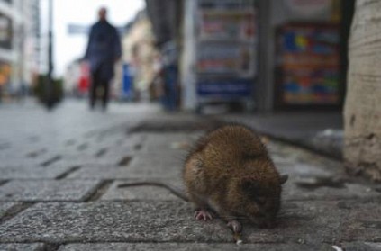 Man in China dies of Hantavirus after test positive amid Covid19