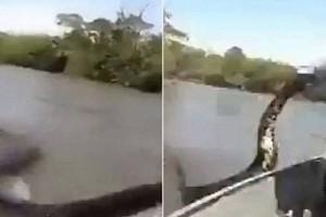Video: Man Pulls 17-Foot Gigantic Anaconda From Water; Footage Goes Viral!