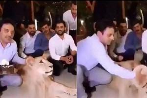 Video Viral! Man smashes cake on lion's face; people on social media go furious!
