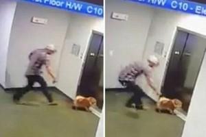 Video: Man Saves Dog After Leash Gets Stuck In Moving Elevator 
