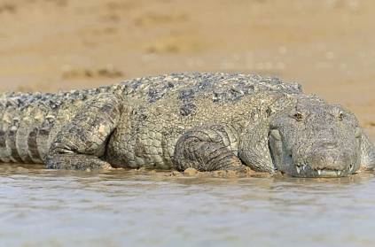 Mom Saves Toddler From Crocodile By Blocking Reptile\'s Nose 