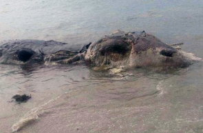 Mysterious 32-ft sea creature washes up on beach