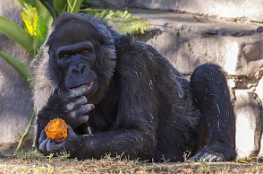 One of the world’s oldest Gorillas dies