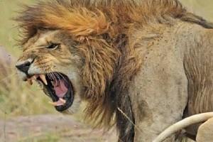 Pakistan man lets 'pet' lion attack electrician for asking his salary!