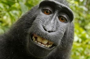 Selfie monkey gets this huge honour