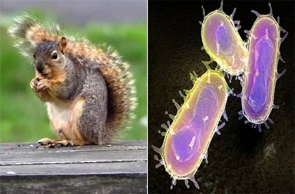 pets can spread dangerous bubonic plague squirrel tests positive