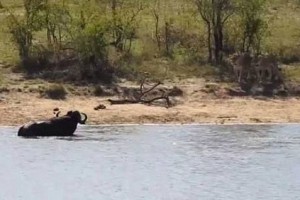 'Heroic' Buffalo Fights Lions, Crocodiles In Viral Video. You Can't Miss The End!