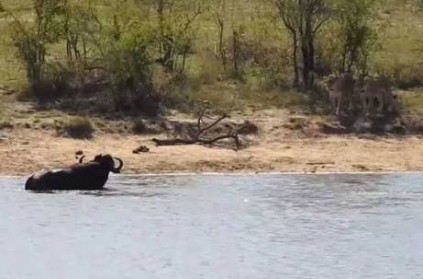 Buffalo fights with lions and Crocodiles at Kruger National Park in So