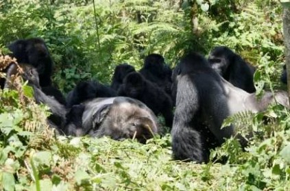Gorillas have funerals just like humans do: Watch Video