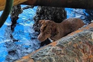 Dog rescued after swimming 135 MILES out at sea by oil workers
