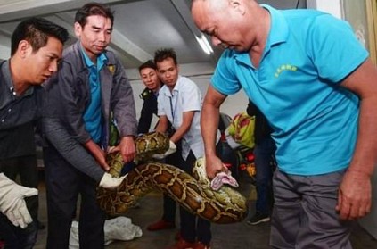 Python Falls Through Spa\'s Ceiling in China; Video Goes Viral 