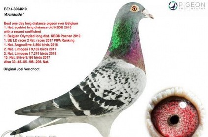 Racing Pigeon Known as ‘Lionel Messi’ sold for 1.4 million dollars in