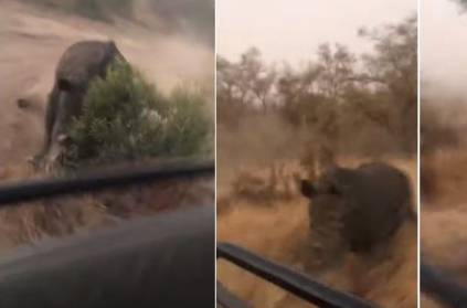 Rhino Chases tourists in south African safari, video