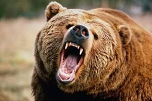 Shocking! Man Bites Huge Furious Bear To Escape Death
