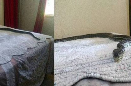 Snake Chilling On Bed After Falling From Ceiling!